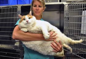 Вес кота, страдающего ожирением — 18 килограммов (норма — от 3 до 5 кг).