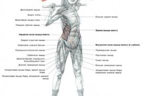 Косые мышцы живота Abdominal Oblique: анатомия
