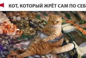 Ни в чем себе не отказывал: бездомный кот объел магазин во Владивостоке